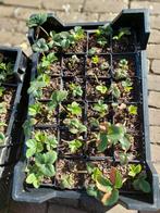 Aardbeiplantjes, Ophalen, Eenjarig, Groenteplanten, Volle zon