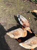 Indische loopeenden, Dieren en Toebehoren, Pluimvee, Meerdere dieren, Eend