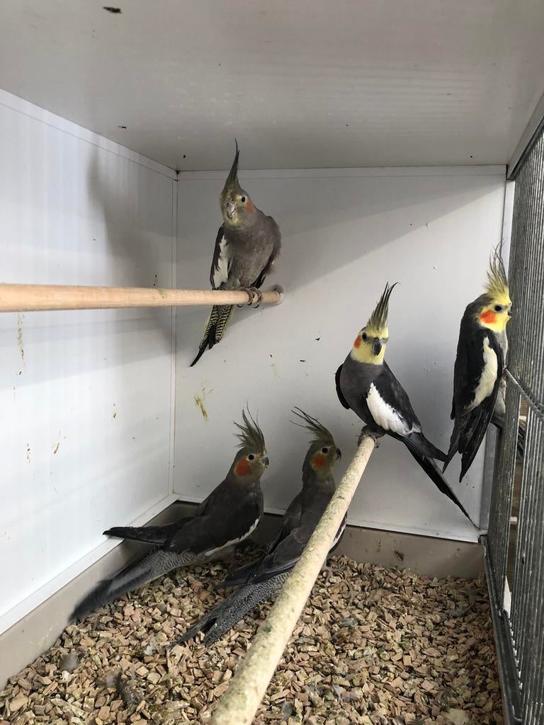 Valkparkieten niet tam, Dieren en Toebehoren, Vogels | Parkieten en Papegaaien, Meerdere dieren, Parkiet