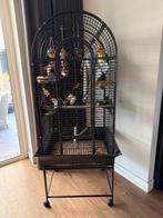 caique papagaai, Dieren en Toebehoren, Vogels | Parkieten en Papegaaien, Vrouwelijk, Papegaai, Geringd