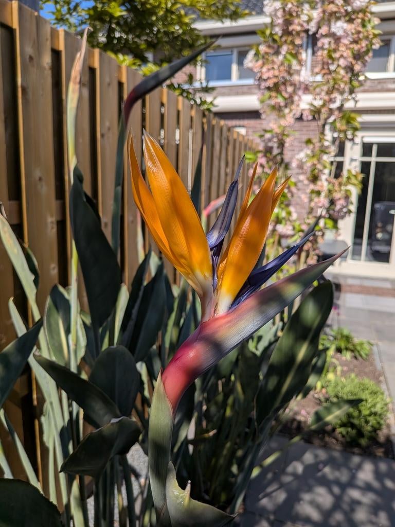 Paradijsvogelplant, Ophalen, Halfschaduw