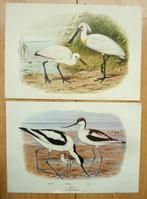 2 vogel platen van M.A. Koekkoek, Ophalen of Verzenden