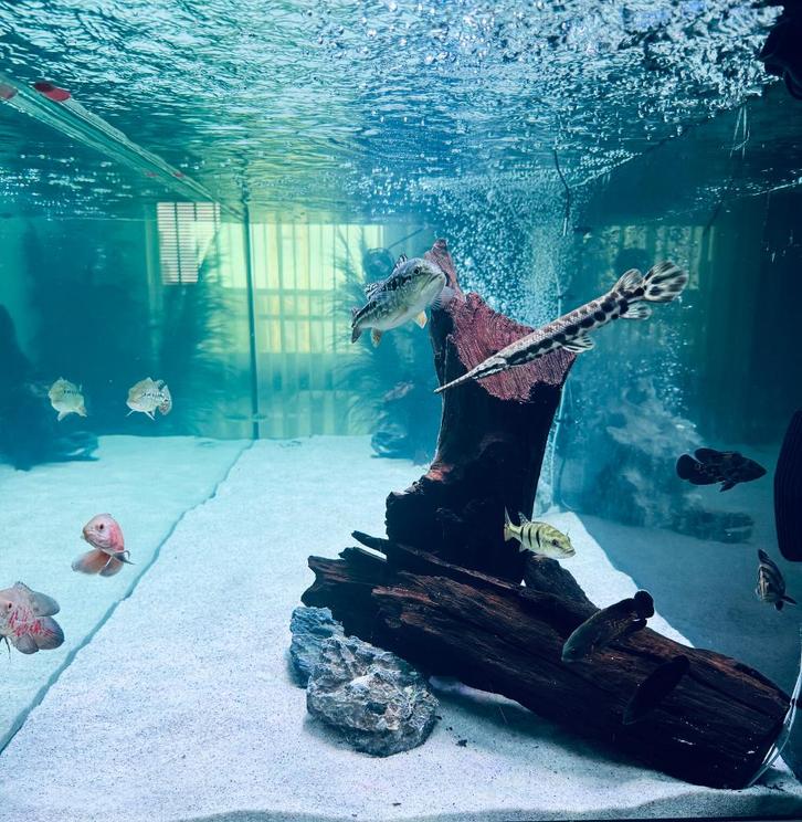 tiger / albino Oscar pauwogen, Dieren en Toebehoren, Vissen | Aquariumvissen, Zoetwatervis, Overige typen