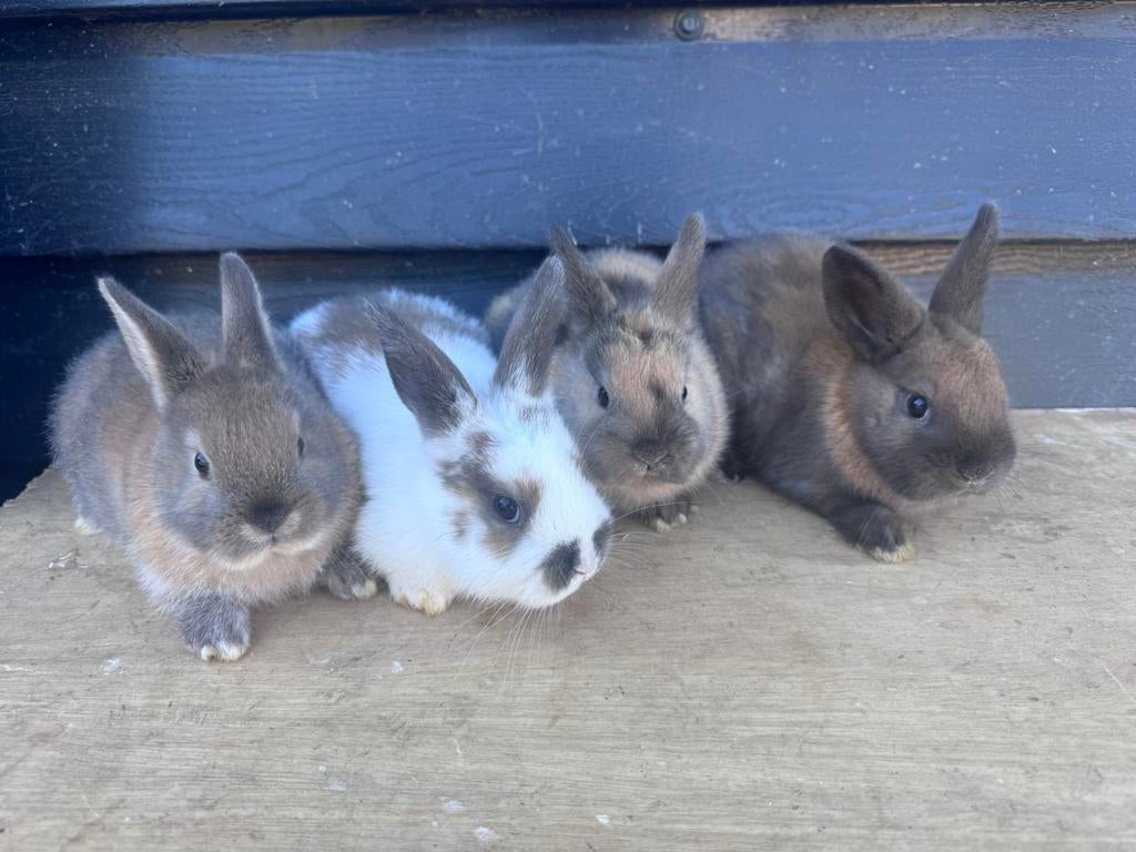 Lieve baby dwergkonijntjes !, Dieren en Toebehoren, Konijnen, Meerdere dieren, Dwerg, 0 tot 2 jaar
