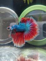 Mega halfmoon betta man, Vis