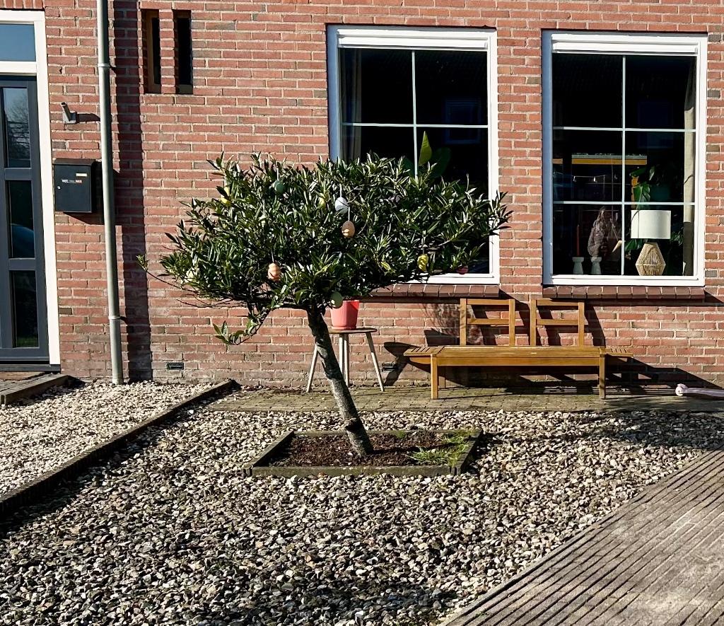 Laurierboom, Tuin en Terras, Planten | Bomen, Ophalen, Halfschaduw, Overige soorten, Lente