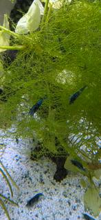 100x black sakura neocaridina zwarte garnalen, Kreeft, Krab of Garnaal, Zoetwatervis, Schoolvis