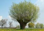 Wilgen stekken/takken van 1 tot 4 meter, Overige soorten, Volle zon, Vaste plant, Ophalen of Verzenden