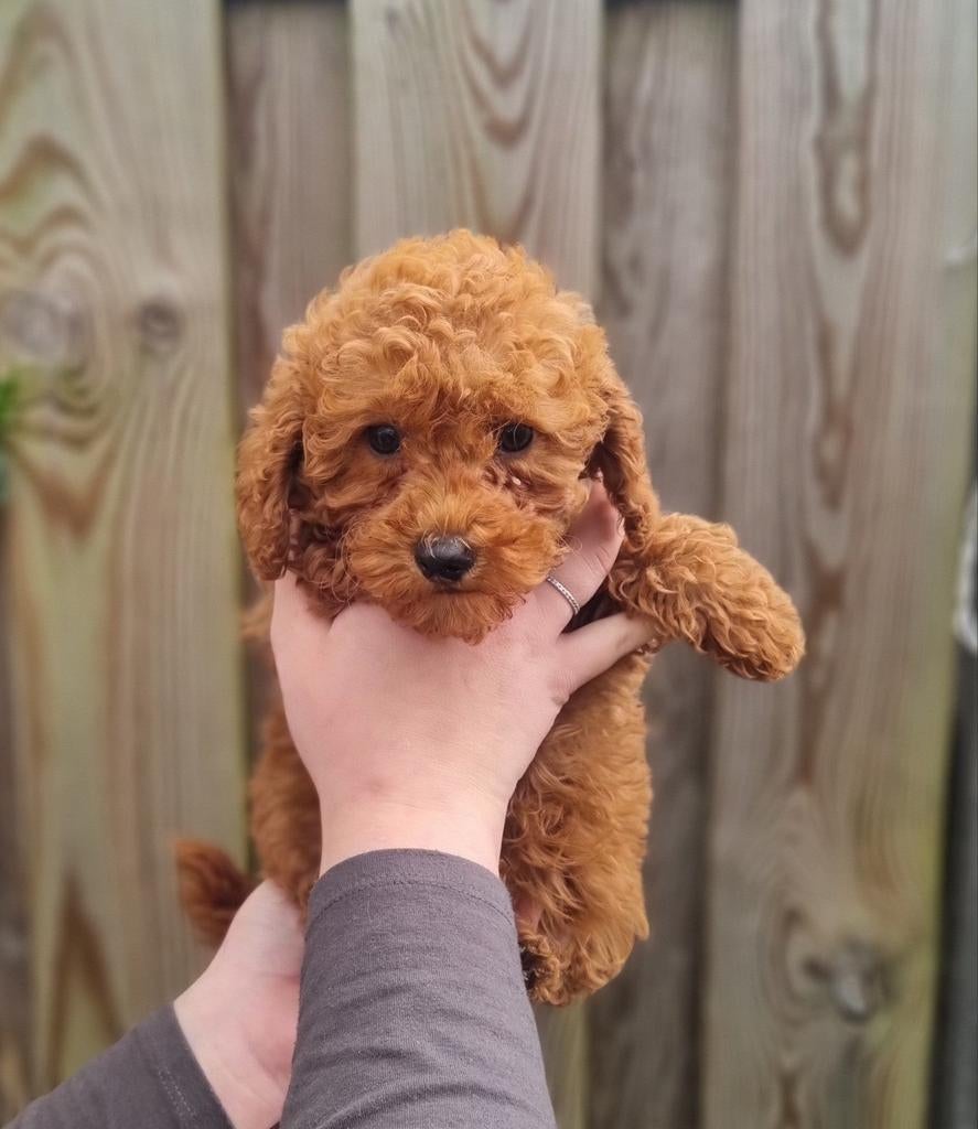 Toypoedel reutje, Poedel, Reu, 8 tot 15 weken, Eén hond