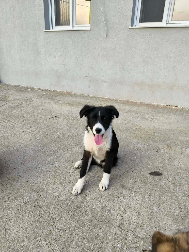 Lieve gevoelige Lara, Dieren en Toebehoren, Honden | Niet-rashonden, Particulier, 15 weken tot 1 jaar, Buitenland, Teef