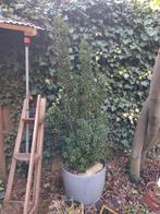 Japanse hulst 170 cm inclusief pot, Ophalen, Hulst, Struik, 100 tot 250 cm