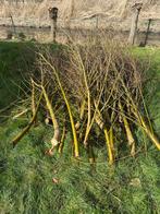 Wilgentakken gratis, Ophalen, Volle zon, Overige soorten