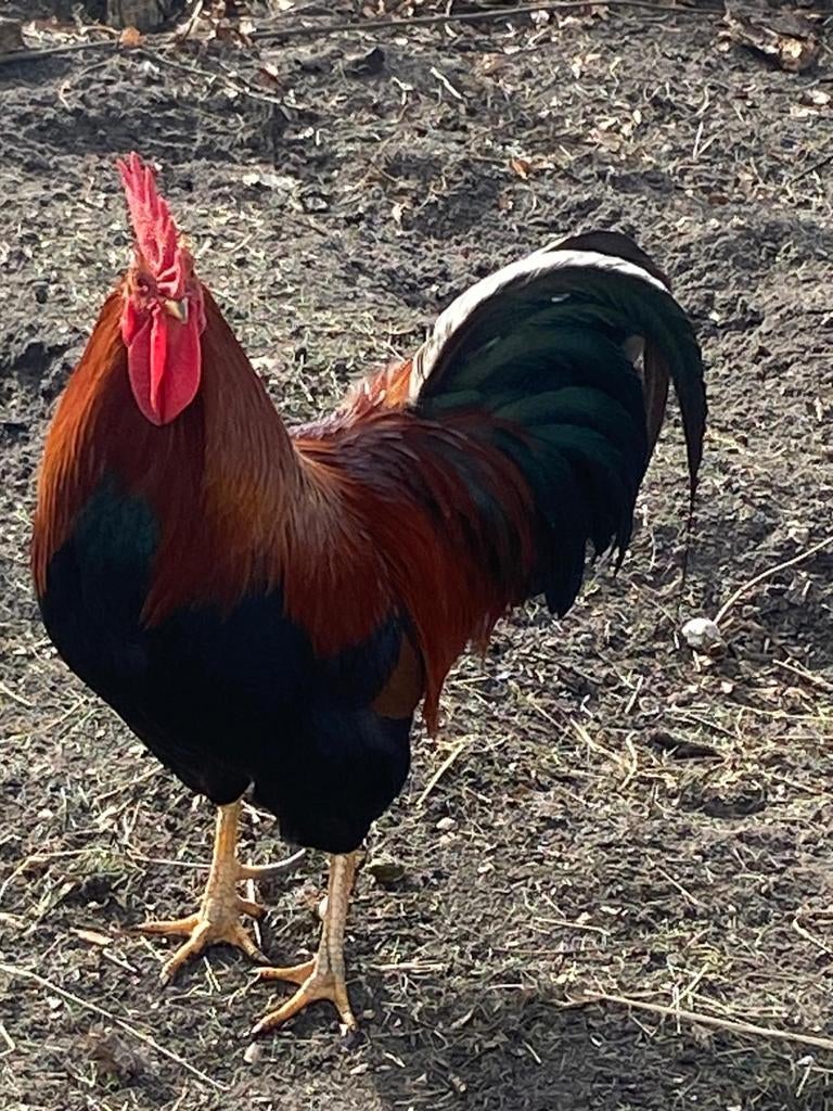 Te koop welsumer kippen, Dieren en Toebehoren, Vogels | Overige Vogels, Vrouwelijk