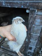 Kwartel haan Pearl Fee & Cidamon, Dieren en Toebehoren, Vogels | Overige Vogels, Mannelijk