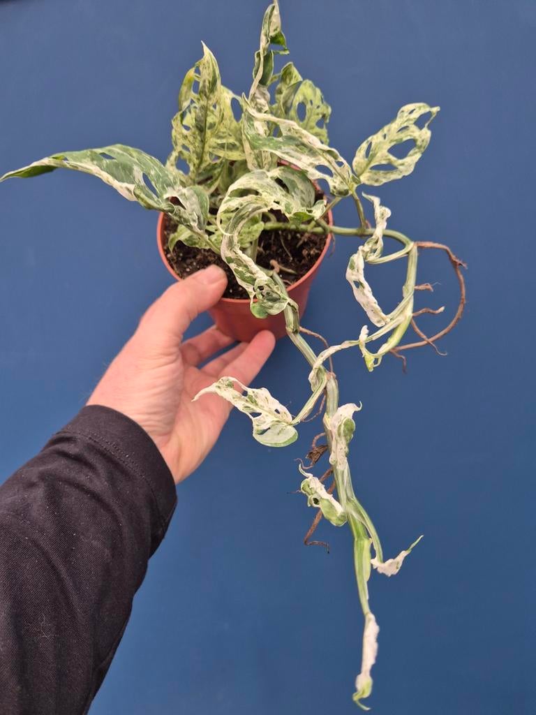 Monstera Frozen Freckless p12 (6)
