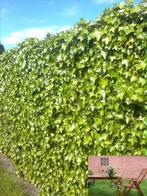hedera 100 stuks in 1 koop 80-100 cm, Ophalen, Overige soorten, Minder dan 100 cm