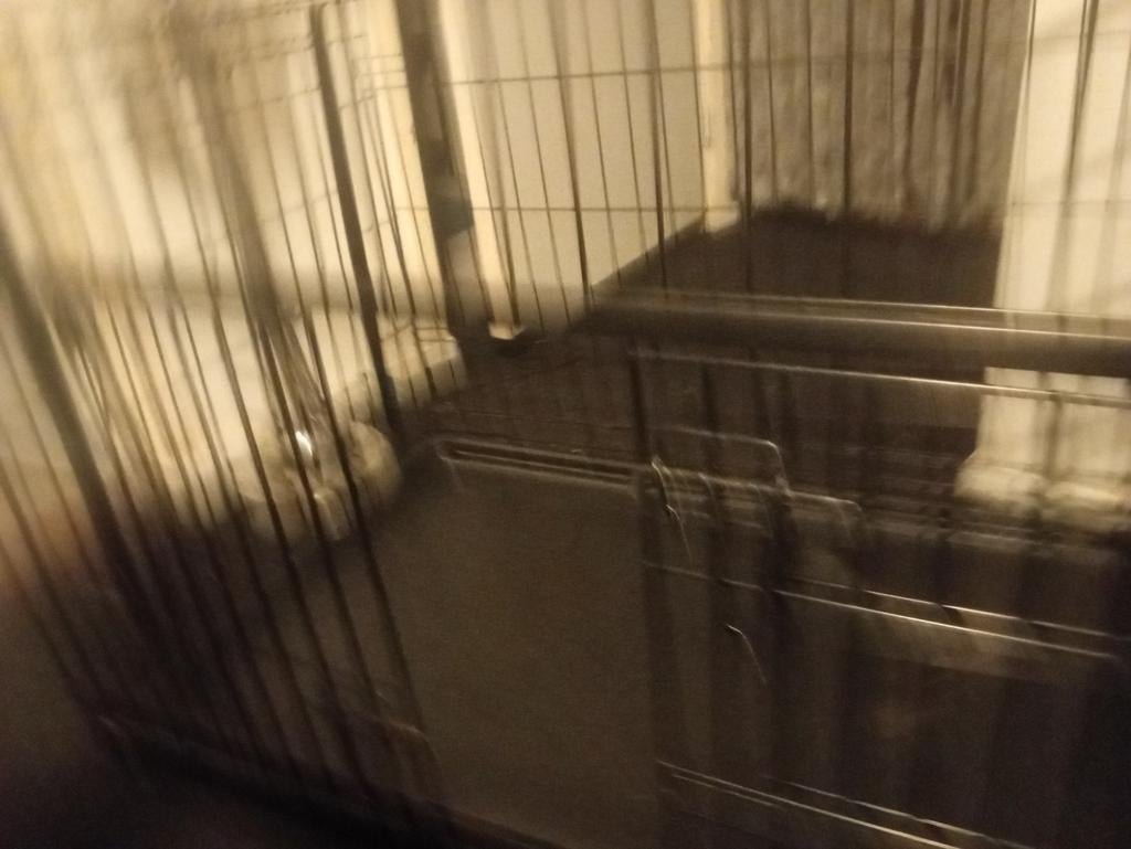 Grote hondeben en kleine, Ophalen