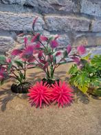 Aquarium decoratie, Dieren en Toebehoren, Vissen | Aquaria en Toebehoren, Ophalen, Plant(en), Steen of Hout