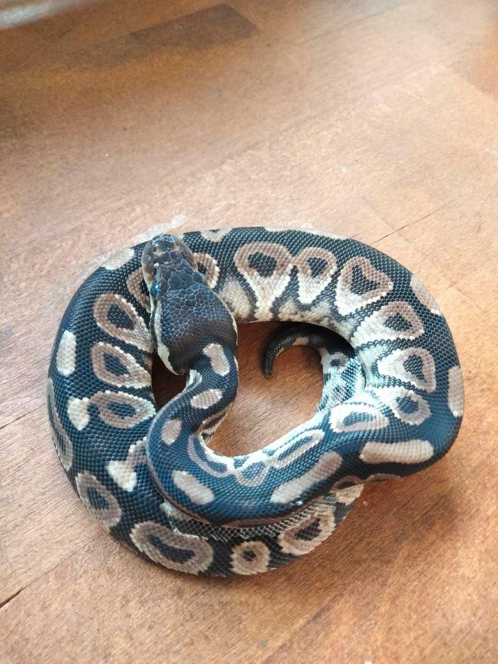 Python Regius - Ball Python 0.0.1 Ball Python - female for sale from Norah Murray