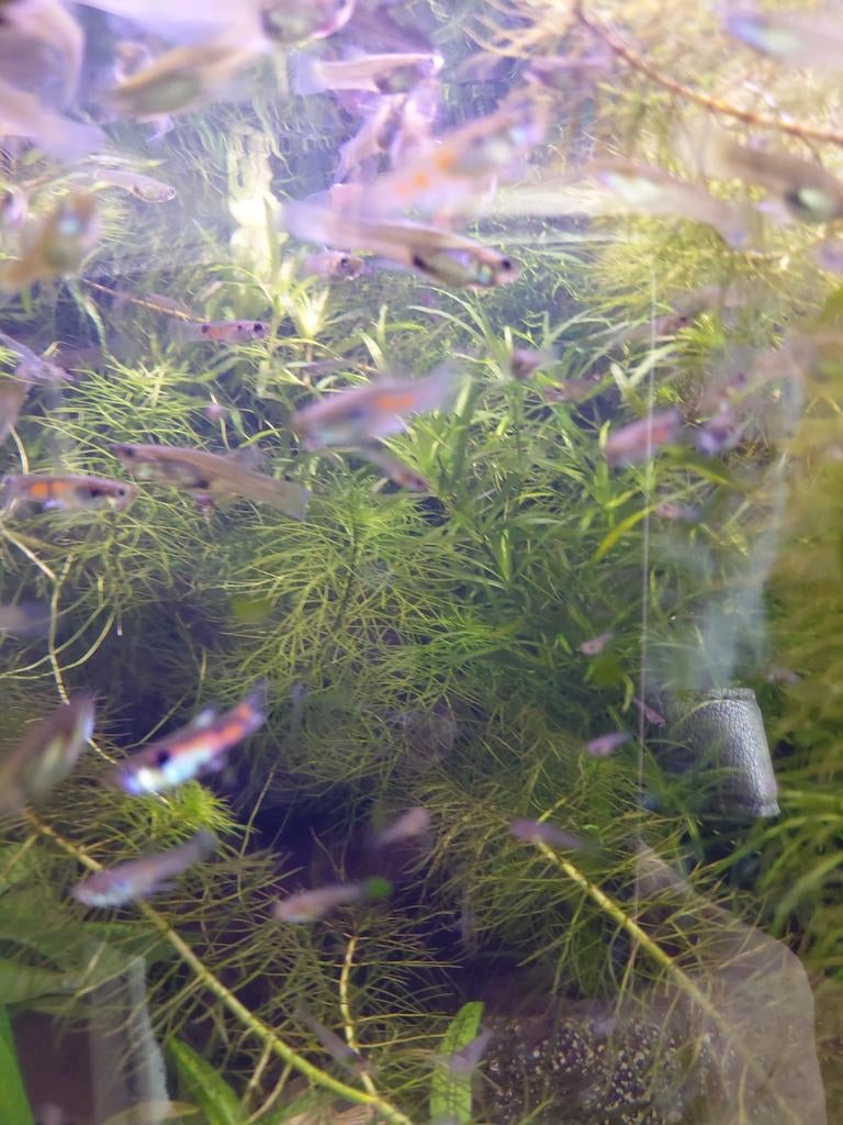 guppen, Dieren en Toebehoren, Vissen | Aquaria en Toebehoren, Ophalen