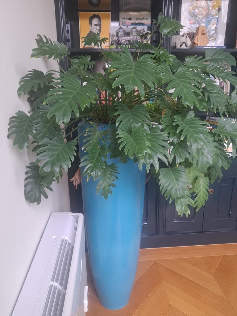 Hoge bloempot blauw (eventueel inclusief plant), Tuin en Terras, Bloempotten, Ophalen, Rond, Aardewerk, 40 cm of meer