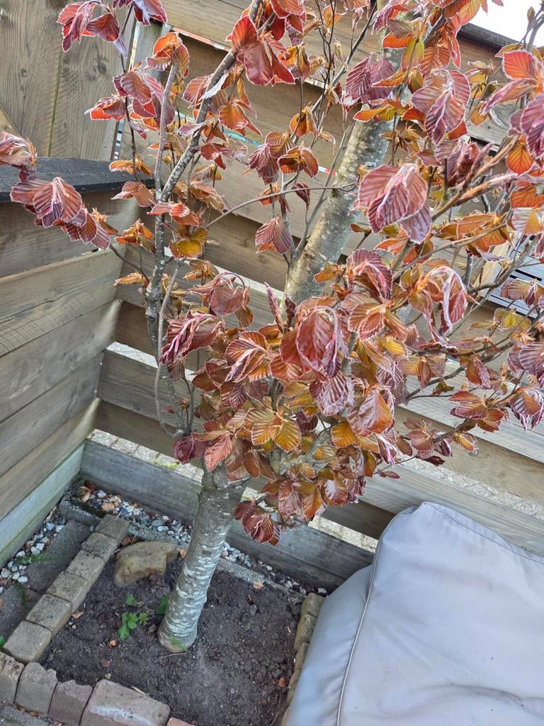 Rode beuk - Zelf afhalen, Tuin en Terras, Planten | Bomen, Volle zon, Lente, 250 tot 400 cm, Overige soorten