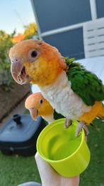 Twee super lieve roestkop caique's, Meerdere dieren, Papegaai, Geringd