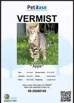 VERMIST: kat regio Geldermalsen/ Meteren. Gechipt., Kater