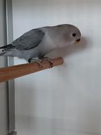JONGE AGAPORNIS ROSEICOLLIS OM ZELF TAM TE MAKEN, Geslacht onbekend, Dwergpapegaai of Agapornis, Geringd