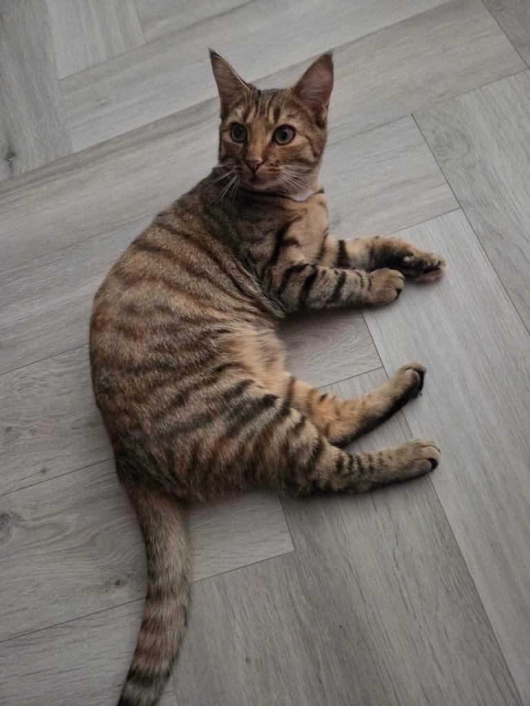 Europese korthaar, Poes, Ontwormd, 0 tot 2 jaar