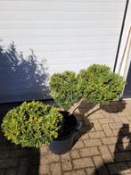 Juniperus vormsnoei  - 45cm gesnoeid, Volle zon, Vaste plant, Bloeit niet, Ophalen