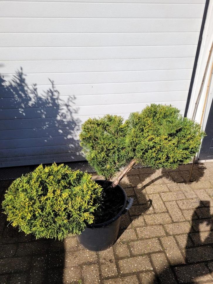 Juniperus vormsnoei  - 45cm gesnoeid, Tuin en Terras, Planten | Tuinplanten, Vaste plant, Overige soorten, Volle zon, Bloeit niet