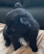 Mooie pomchi pups mogen vanaf nu het nest verlaten, Overige rassen, 8 tot 15 weken, Parvo, Meerdere