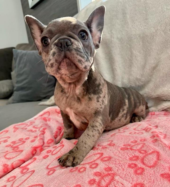 💖 Laatste Blue Merle Franse Bulldog teefje 💖, Dieren en Toebehoren, Honden | Bulldogs, Pinschers en Molossers, Meerdere dieren