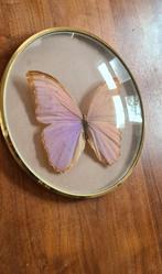 Opgezette Morpho Didius vlinder in ronde lijst, Ophalen of Verzenden, Gebruikt, Insect, Opgezet dier