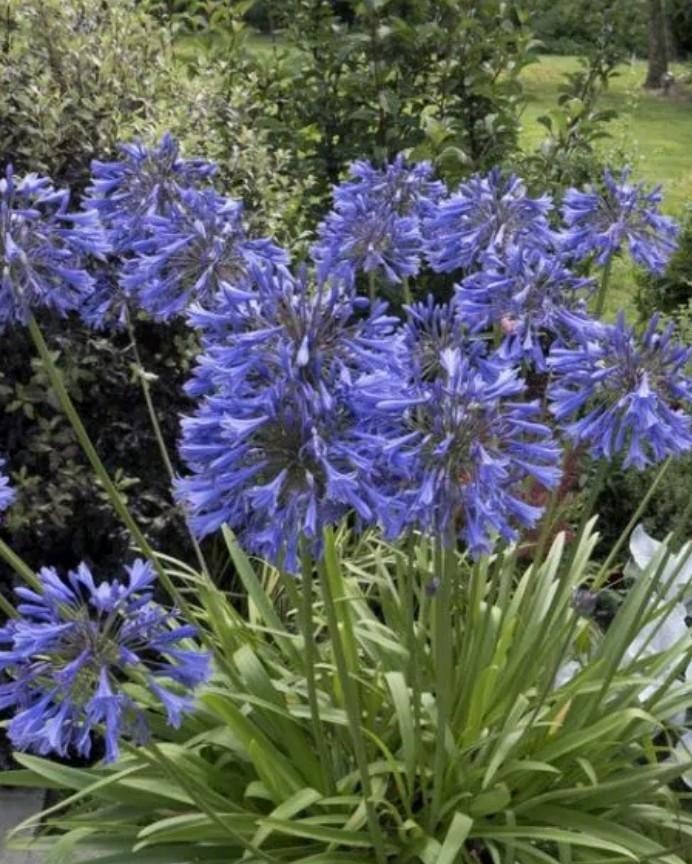 100 Zaden van de Afrikaanse lelie, Ophalen of Verzenden, Overige soorten, Volle zon