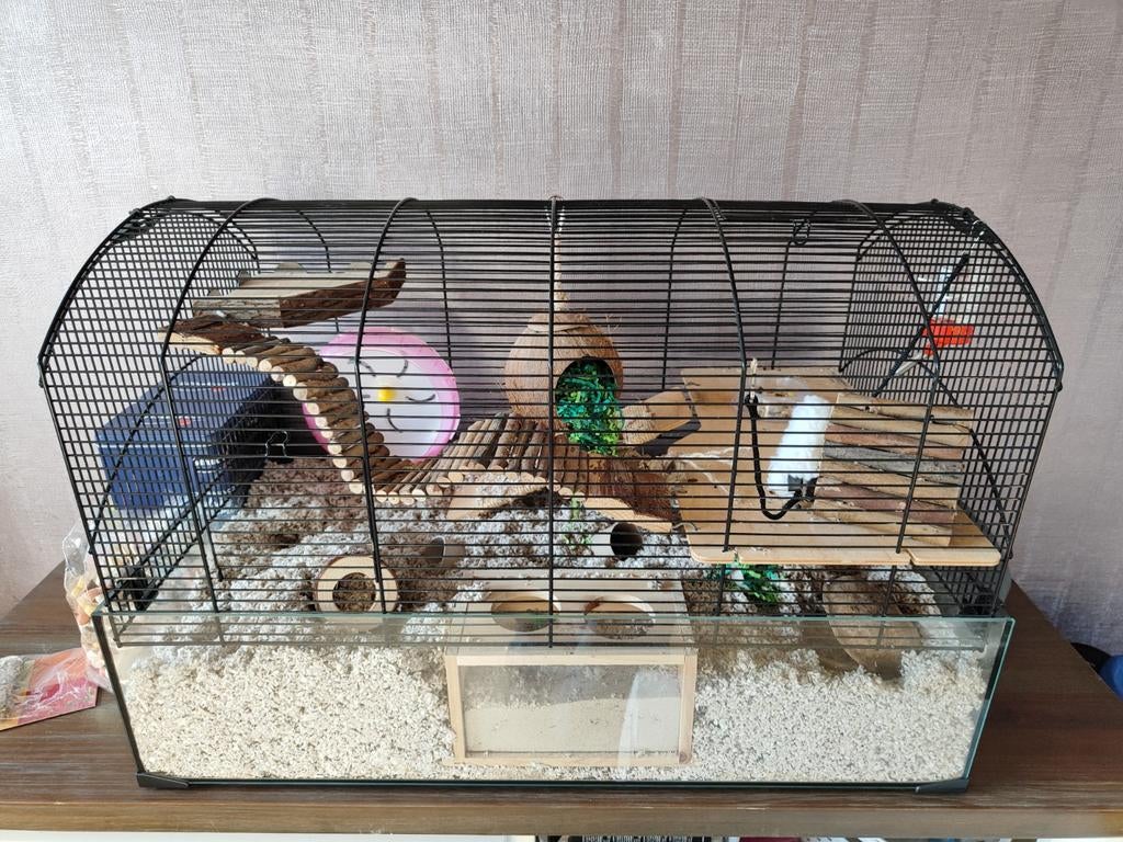 Chinese dwerghamster inclusief kooi, Hamster, April, Mannelijk, Tam