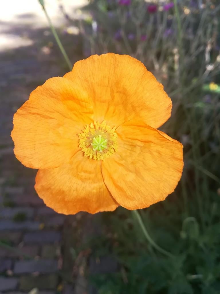 Papaver Atlanticum zaden, "Donzige klaproos", Verzenden, Volle zon