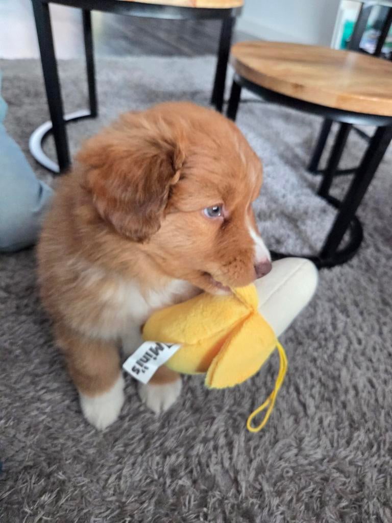 Nora duck toller retriever x australian shepperd, 8 tot 15 weken, Teef, Eén hond, Nederland