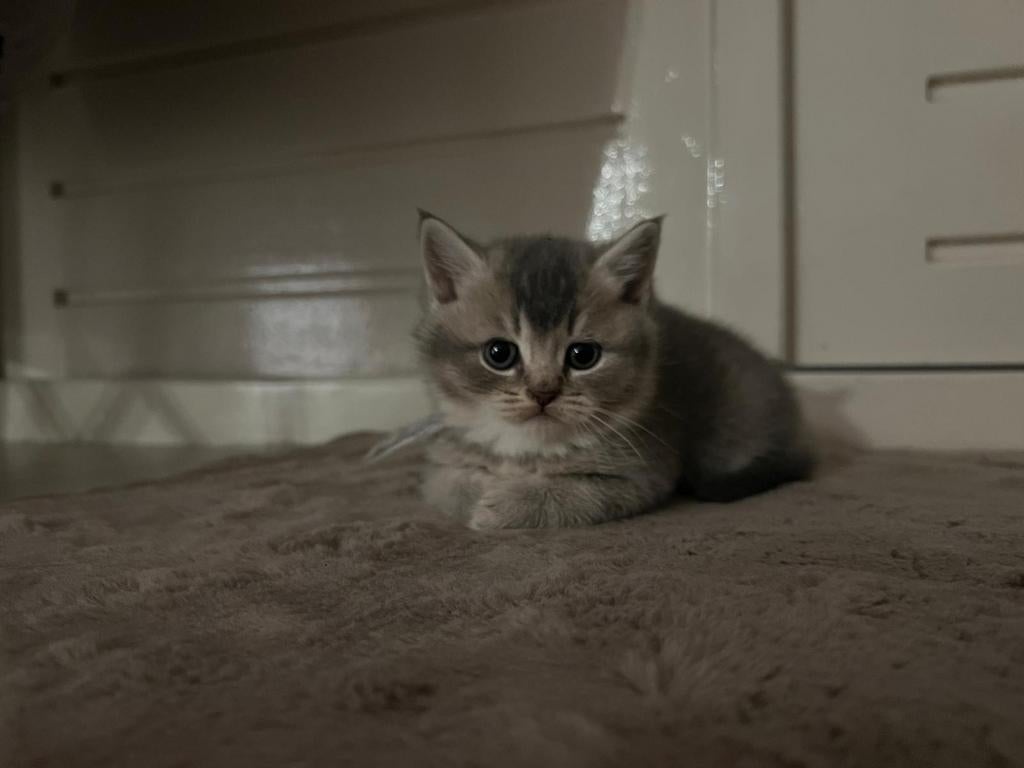 Britse korthaar kitten