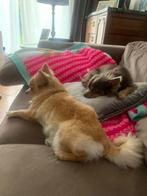 Honden oppas aan huis (den haag ), Maltezer, CDV (hondenziekte), Meerdere dieren, Eén hond