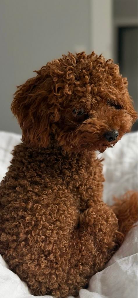 Bruine Toy Poedel (1,5 jaar, 4 kg) zoekt teefje voor dekking, Dieren en Toebehoren, Honden | Dekreuen, Rabiës (hondsdolheid), Reu