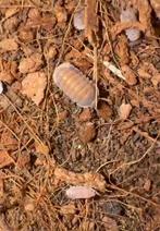 Cubaris red pak chong, Dieren en Toebehoren, Overige soorten