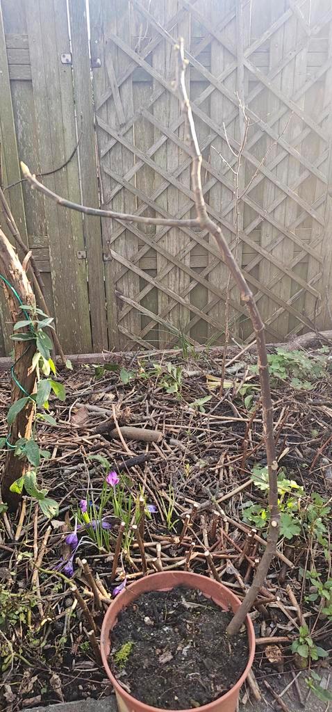 Peretta two timer vijgenboompje, Tuin en Terras, Planten | Fruitbomen, Vijgenboom, Minder dan 100 cm, Volle zon, Zomer, In pot