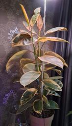 Ficus Elastica 'Tineke' Mooie Kamerplant 1 meter Ophalen, Ophalen, Ficus, 100 tot 150 cm, Halfschaduw