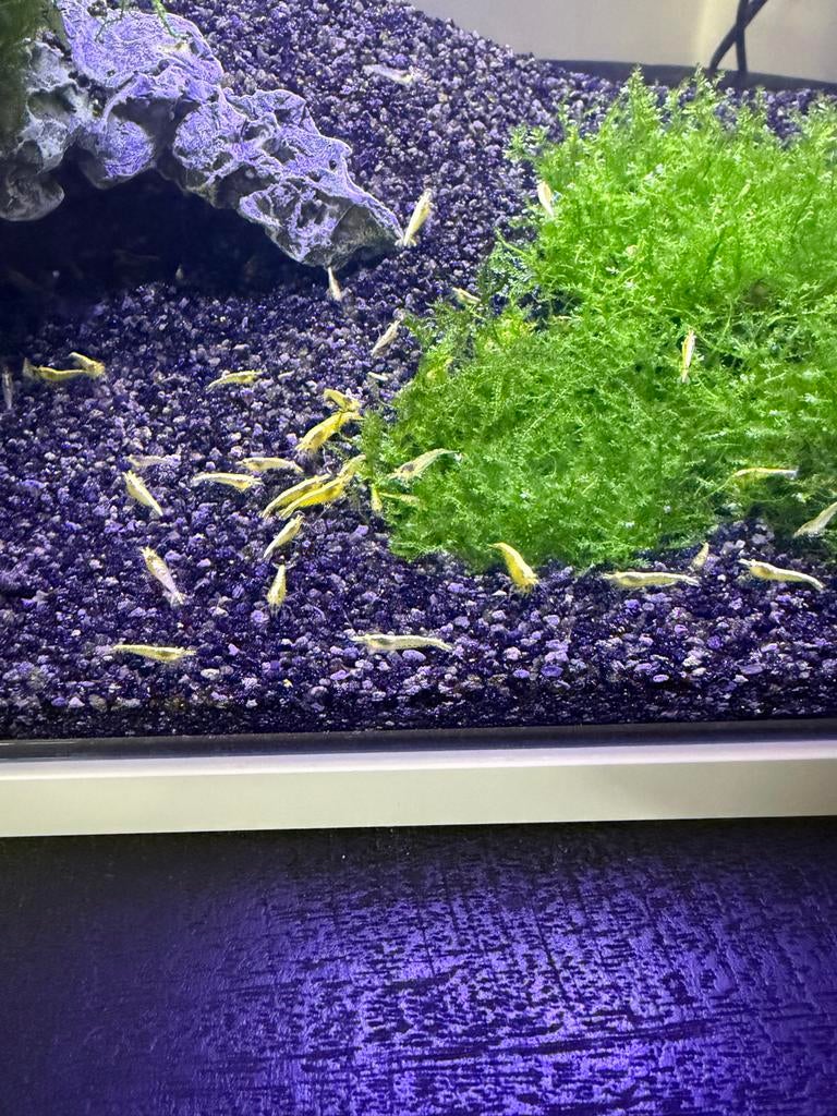 Gele garnalen €0,50 per stuk, alleen vandaag!, Kreeft, Krab of Garnaal