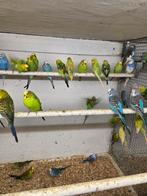 Grasparkieten, Meerdere dieren, Parkiet