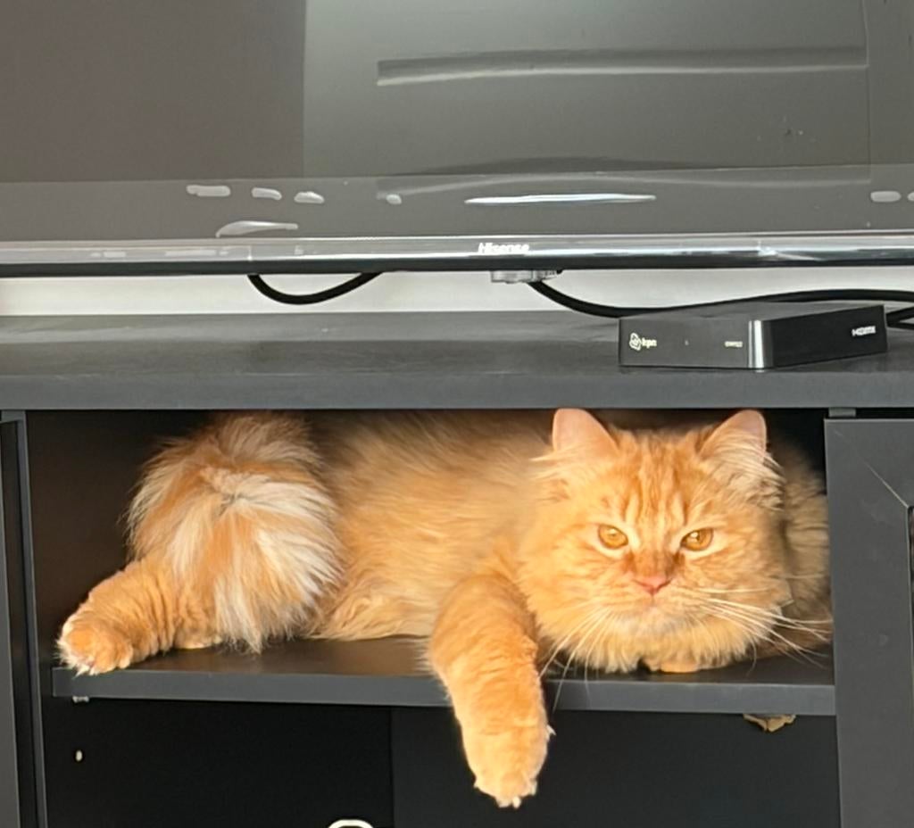 Ervaren dekkater Maine Coon mix direct succes, lief., 0 tot 2 jaar