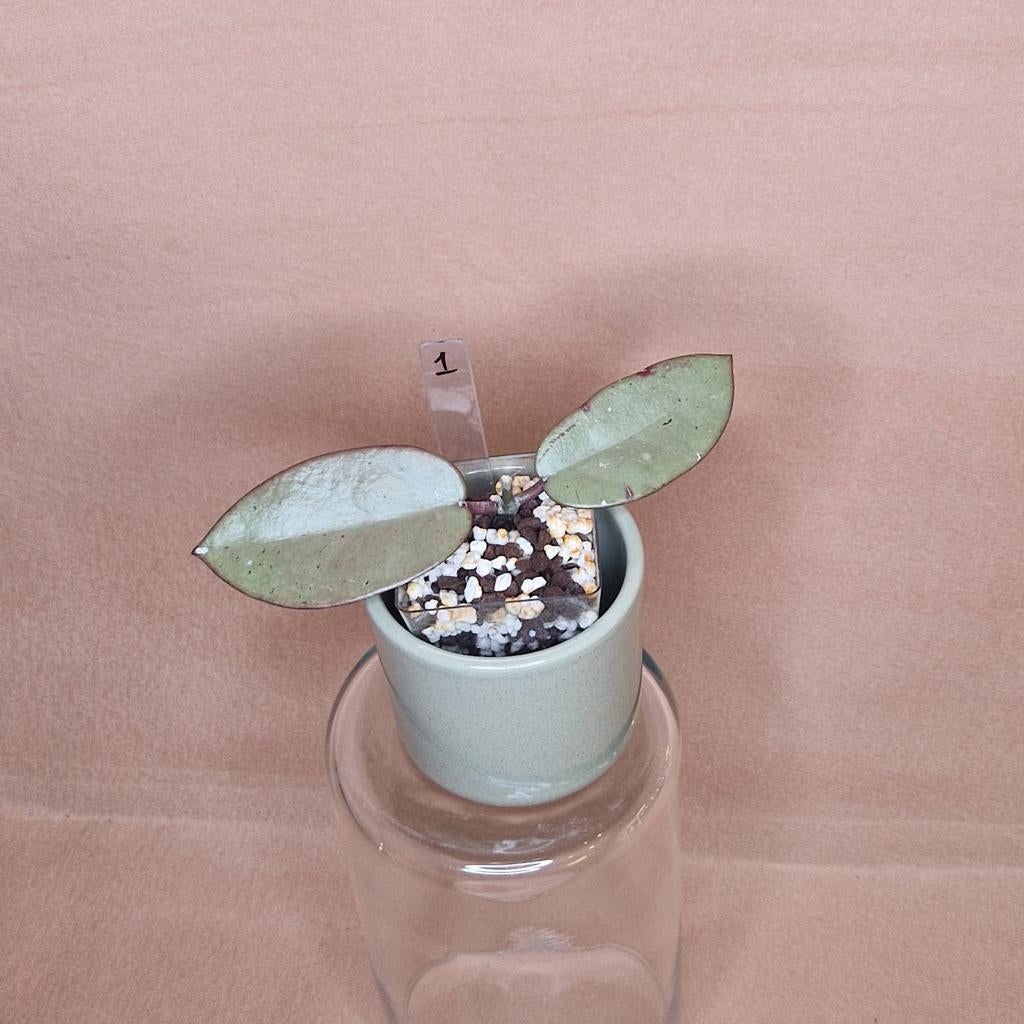 Hoya Silver Dollar 1, Overige soorten, Minder dan 100 cm, Bloeiende kamerplant, Halfschaduw