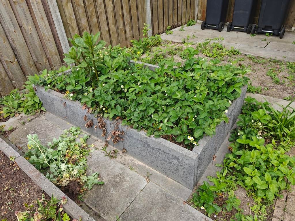 Verse Aardbeienplantjes - Perfect voor uw tuin!, Tuin en Terras, Ophalen, Volle zon, Vaste plant, Fruitplanten